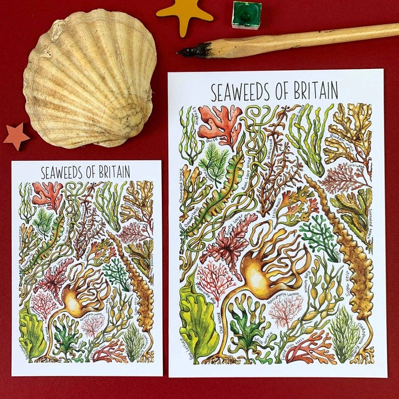 Alexia Claire Ltd - Wholesale Postcard - Seaweed of Britain Art Blank Postcard7