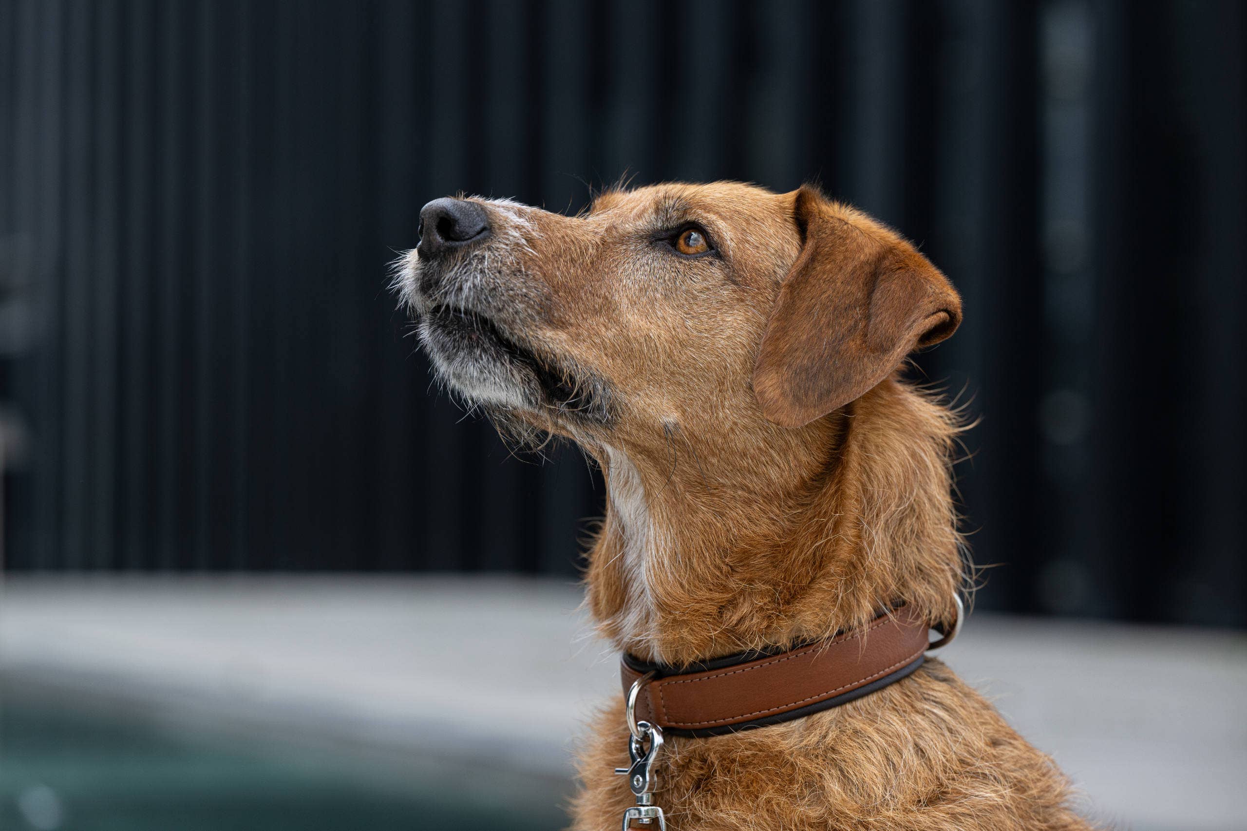 LABONI - Volentis GmbH - Wholesale Pet Collar - Dog - AMICI dog collar20