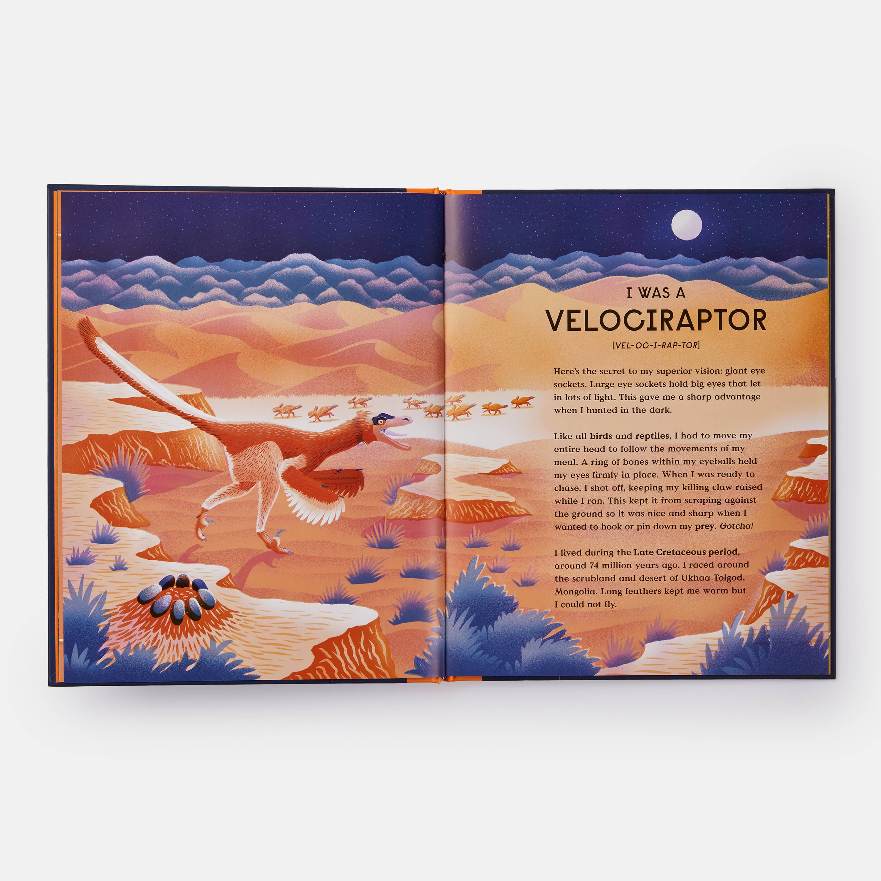 Phaidon - Wholesale Middle Grade Book (9-12) - Book of Dinosaurs: 10 Record-Breaking Prehistoric Animals6