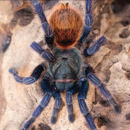 Books by splitShops - Wholesale Pets - The Tarantula Gallery: Image Reference & Species Accounts - Paperback