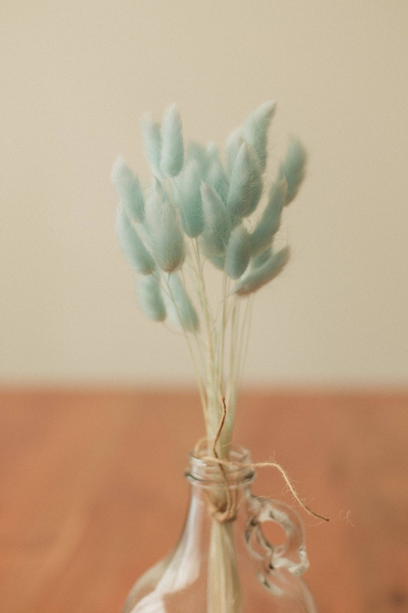 Eucalypt Co. - Venta al por mayor Flores secas/prensadas - Colas de conejo preservadas19