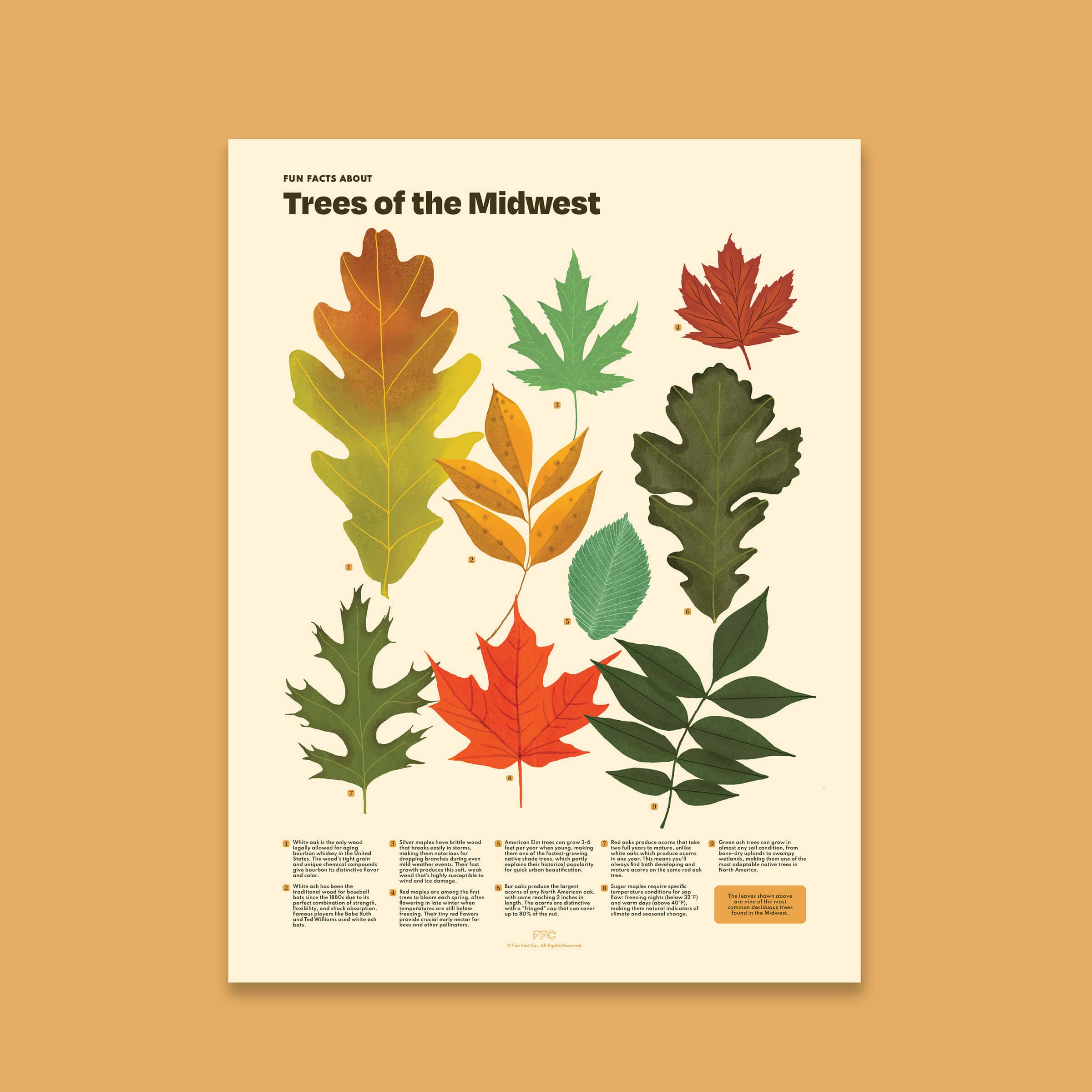 Fun Fact Co. - Wholesale Art Print - Trees of the Midwest Print, Leaves Scientific Illustration