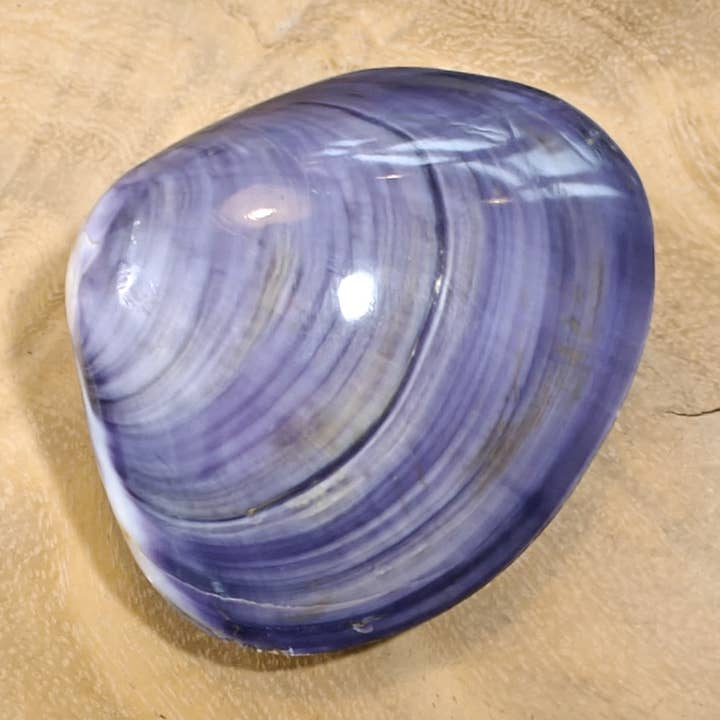 Product Import Holland - Wholesale Decorative Tabletop Object - Kerang uno Medium - Shells - beach - decoration - coast0