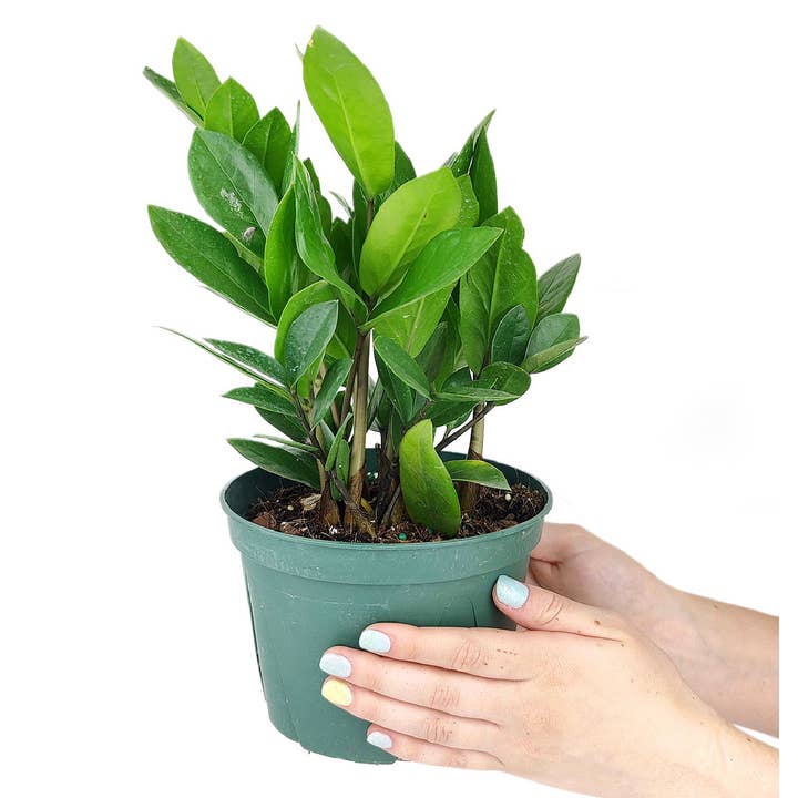 Best Plant Friend - Wholesale Live Plant - ZZ Plant - Zamioculcas Zamiifolia Houseplant - 4/6 inch Pot