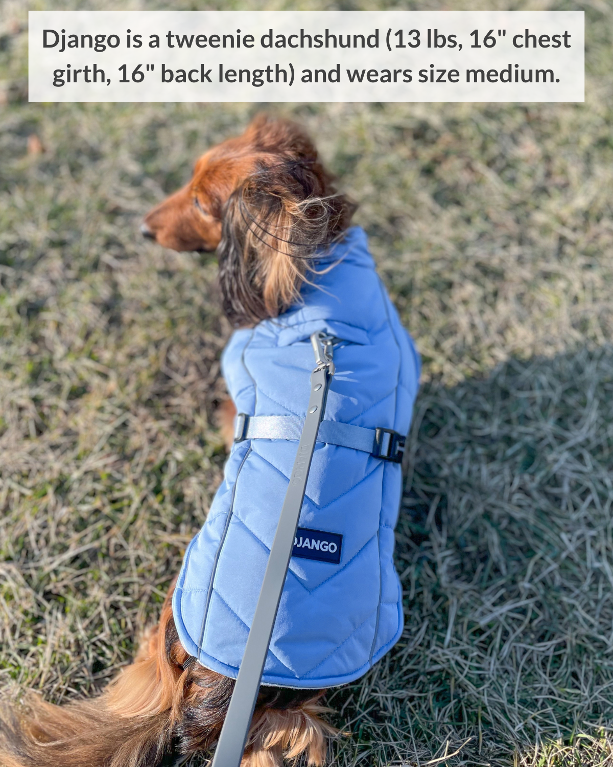 DJANGO - Wholesale Pet Coat - Dog - Whistler Winter Dog Coat - Dusk Blue10