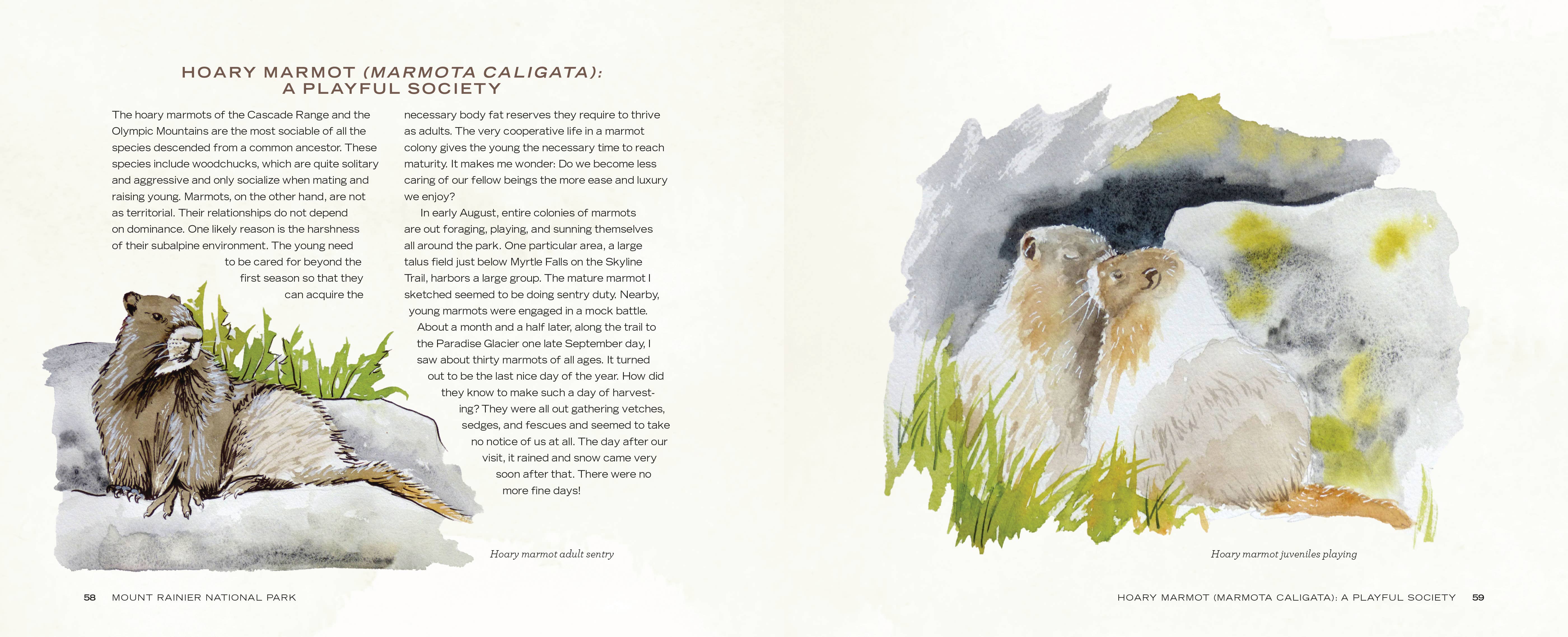 Mountaineers Books - Wholesale Nature & Outdoors - Mount Rainier National Park4