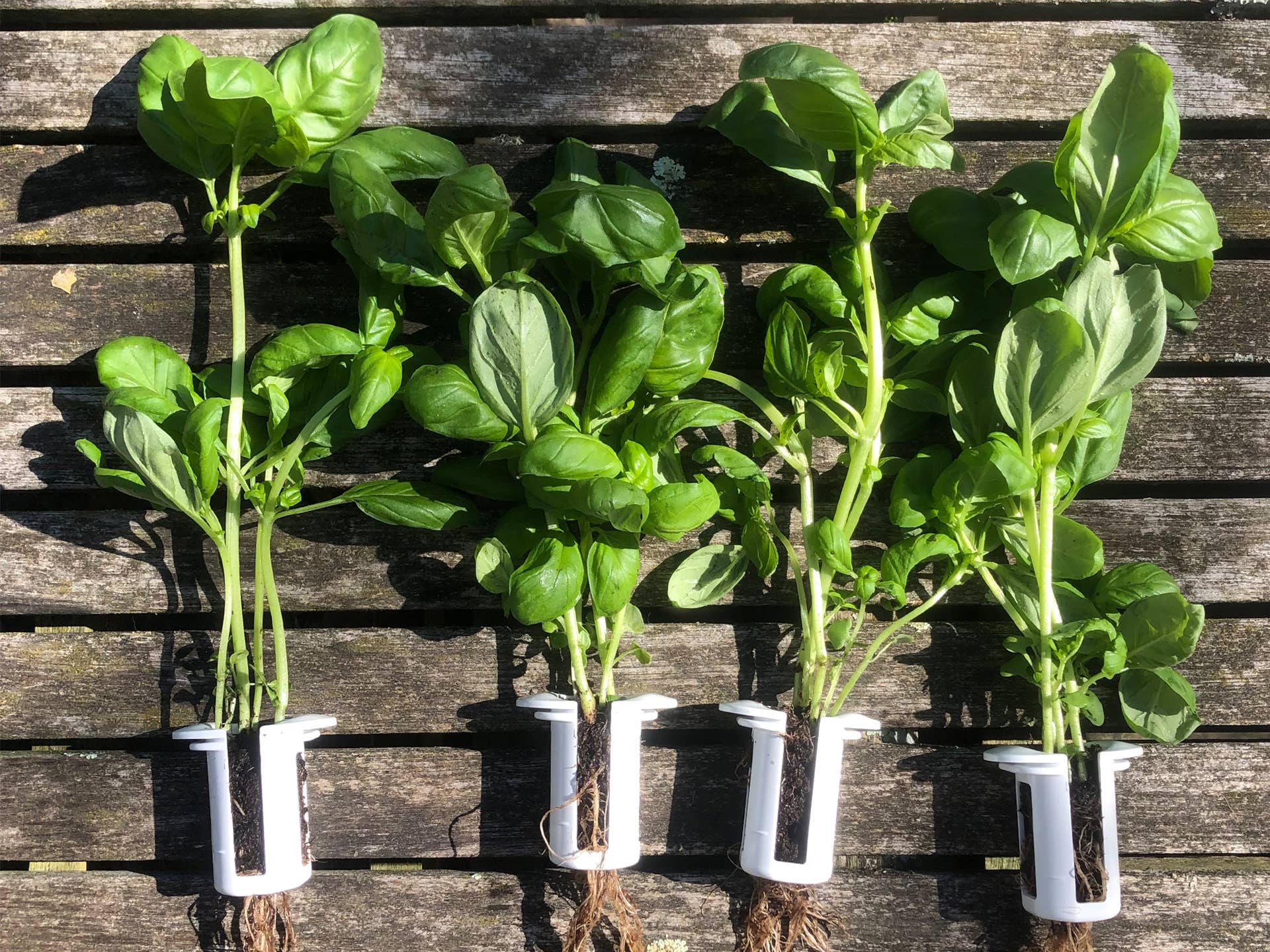 Shroot: Kabloom Seedboms – wholesale Plant seeds – The Bottle Farm - Hydroponic Garden Grow Herbs & Vegetables7