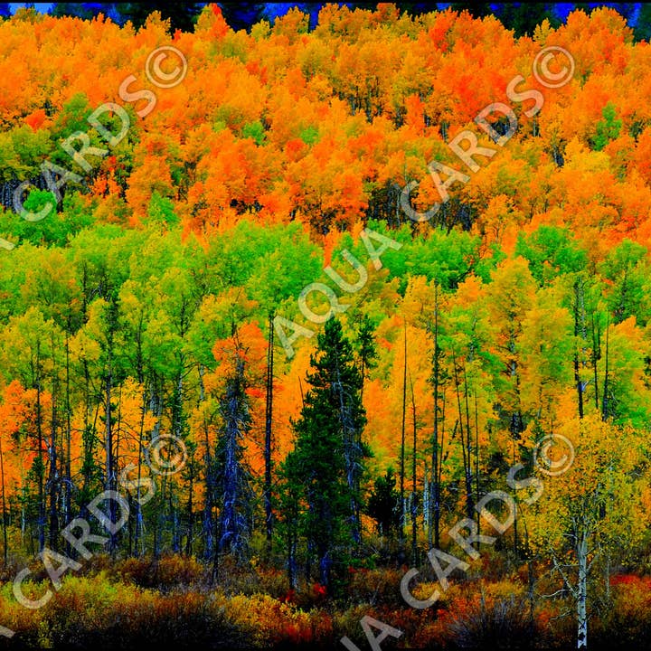1103 - Painted Forest for wholesale by Aqua Cards