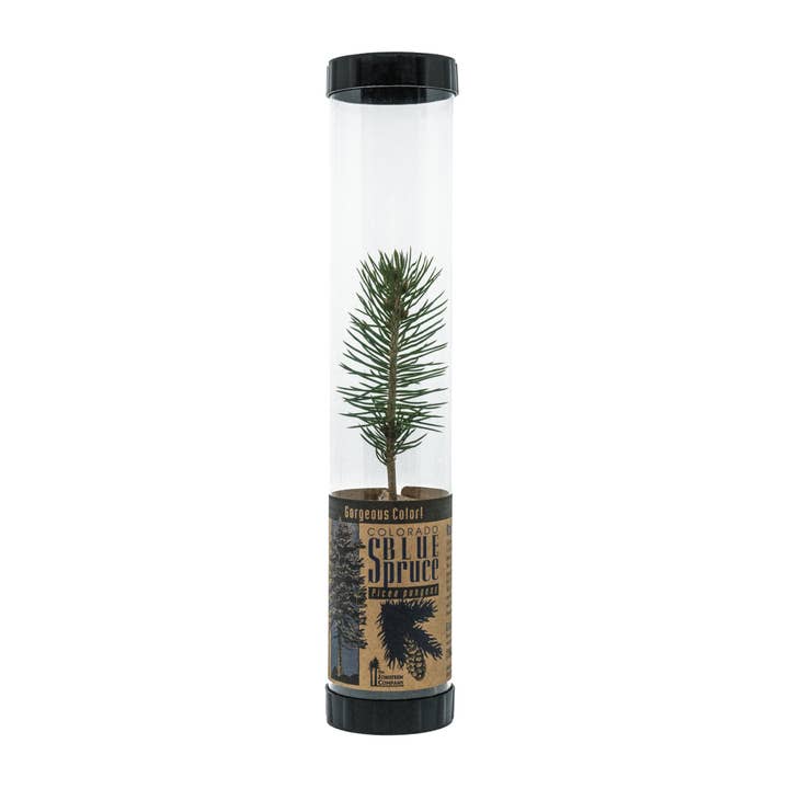 The Jonsteen Company - Wholesale Live Plant - Blue Spruce | Packaged Live Trees