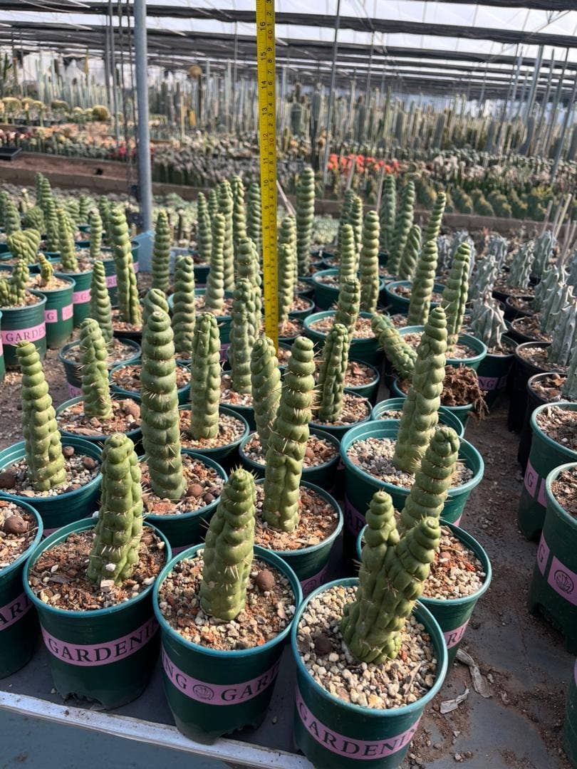 Grow Margo - Wholesale Live Plant - Rare Live Cactus  - Eulychnia Castanea Spiralis - Twisted Ra7