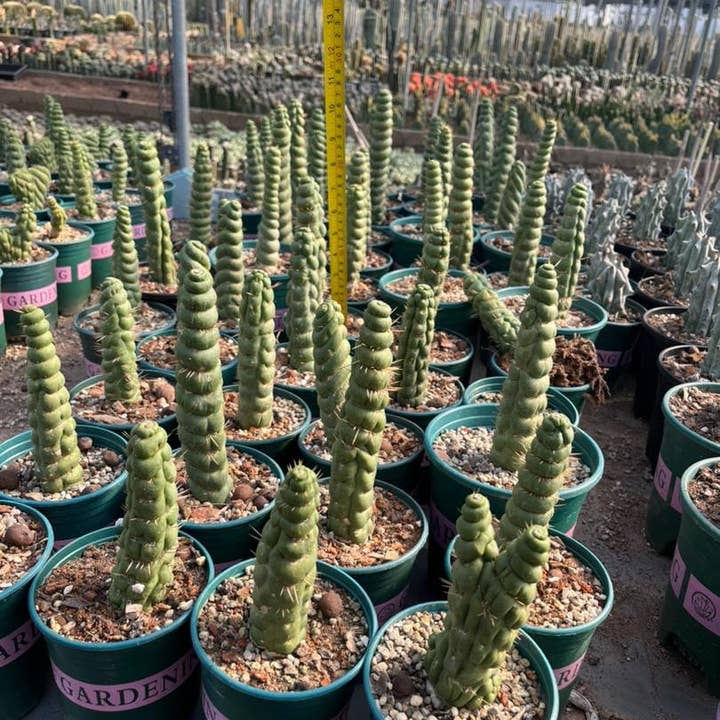 Grow Margo - Wholesale Live Plant - Rare Live Cactus - Eulychnia Castanea Spiralis - Twisted Ra7