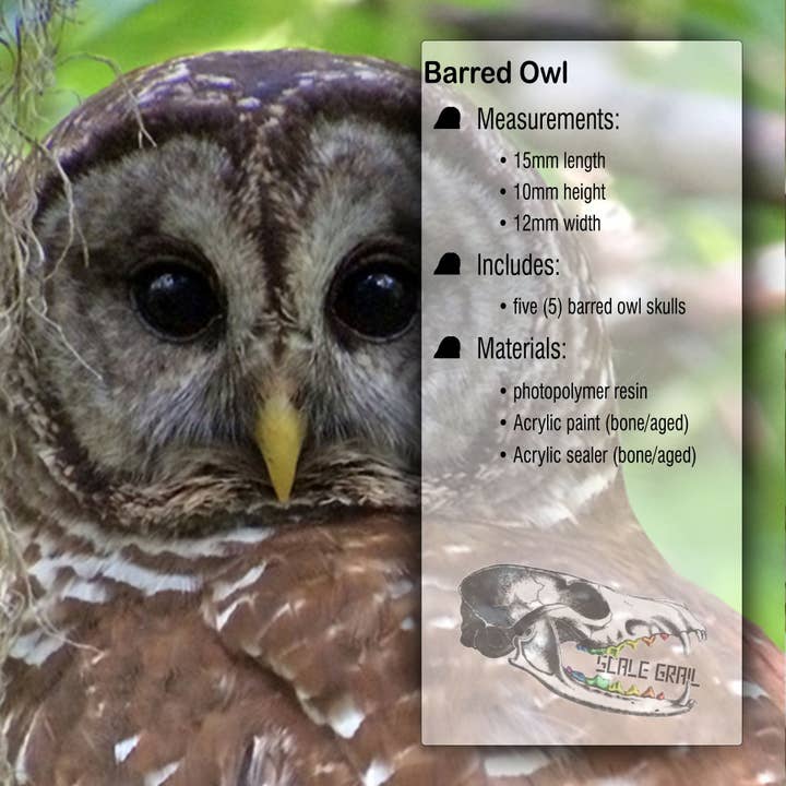 The Scale Grail – wholesale Decorative figurine – Barred Owl Skull Replica - 1:6 Scale 16mm bird cranium miniature dollhouse diorama, collectible, gift, faux taxidermy, anatomy (set of 5)1