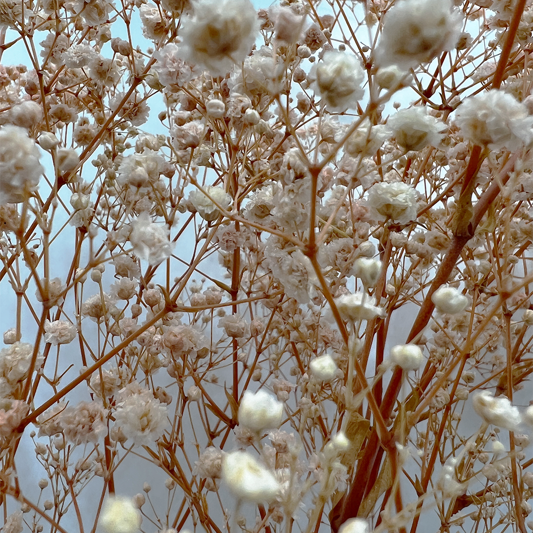2626 Designs - Wholesale Dried/Pressed Flowers - Preserved Gypsophila, Baby's Breath,24" long14