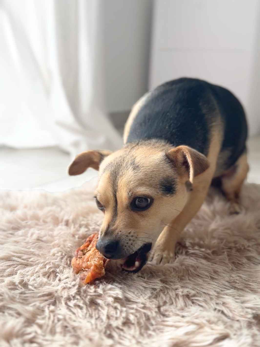 Truffe Délice - Wholesale Pet Treats - Dog - Turkey fillets1