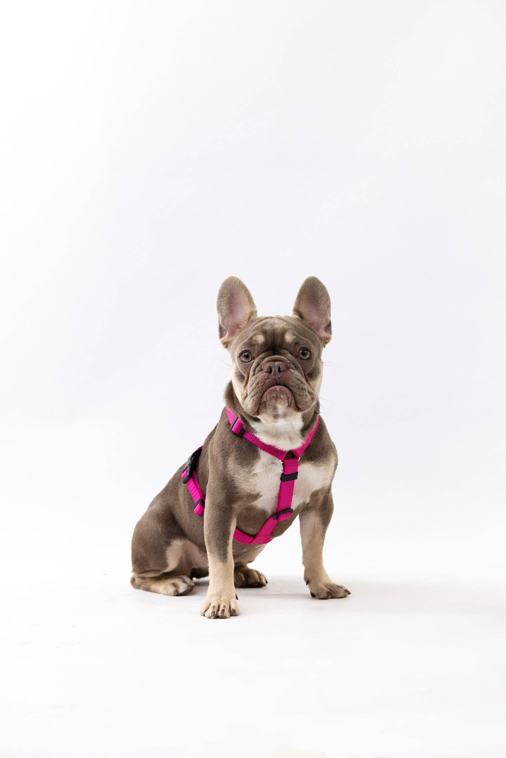 PETFORTA - Wholesale Pet Harness - Dog - Anatomical Dog Harness - pink color5