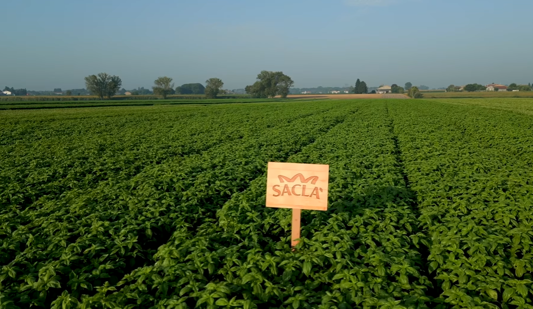 Sacla - Wholesale Pesto - Sacla Italy Vegan Basil Pesto 6x6.7oz Dairy-Free Pasta Sauce2