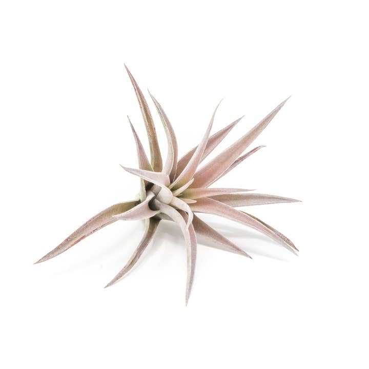 Air Plant Shop - Wholesale Live Plant - Tillandsia Harrisii Air Plants (24)