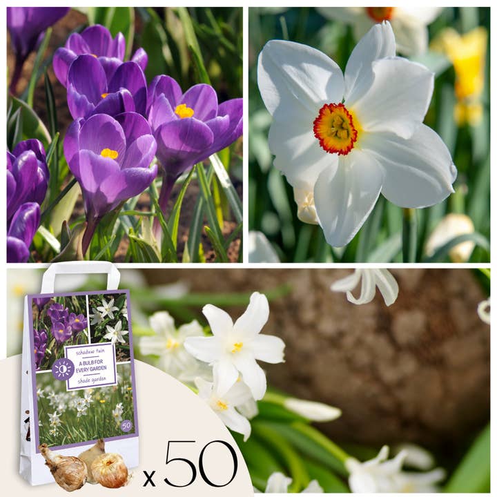 Oasis of Life - Wholesale Plant seeds - Shade Garden Box – 50 Bulbs for Shade & Partial Shade – Mix of Chionodoxa Luciliae Alba, Crocus Ruby Giant & Narcissus Recurvus – Hardy, Perennial & Easy to Care for – For Shady Garden Areas