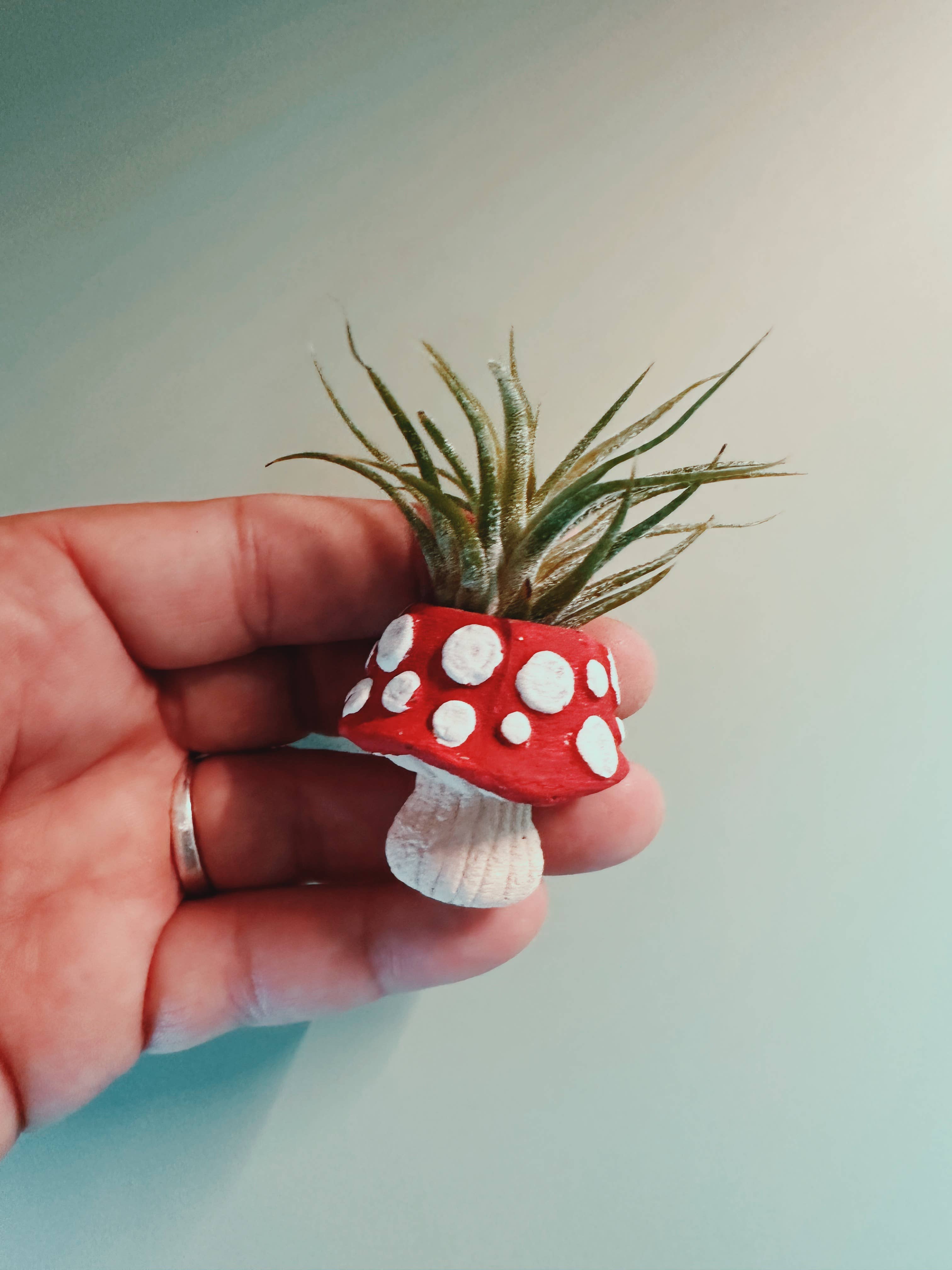 O'Berry's Succulents - Wholesale Plant Pot - Mushroom Fungi Mini Planter and Air Plant2
