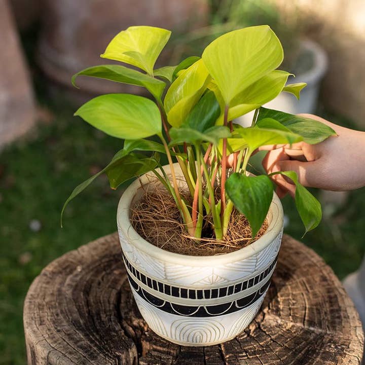 Rustic Reach - Wholesale Planting/Potting Soil - Coconut Fiber Pot Soil Surface Decoration Padding Material Set of 36