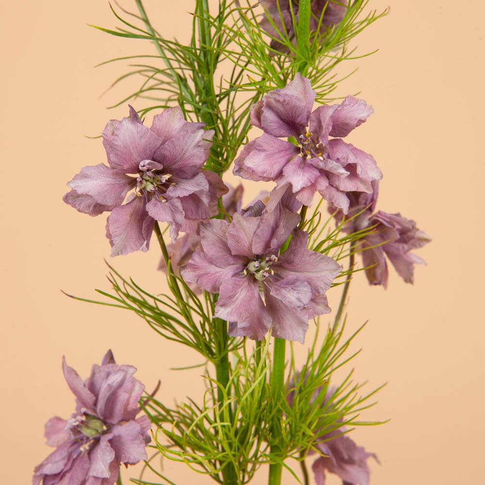 Plantgem - Wholesale Plant Seeds - Misty Lavender Larkspur - 100 Seeds1