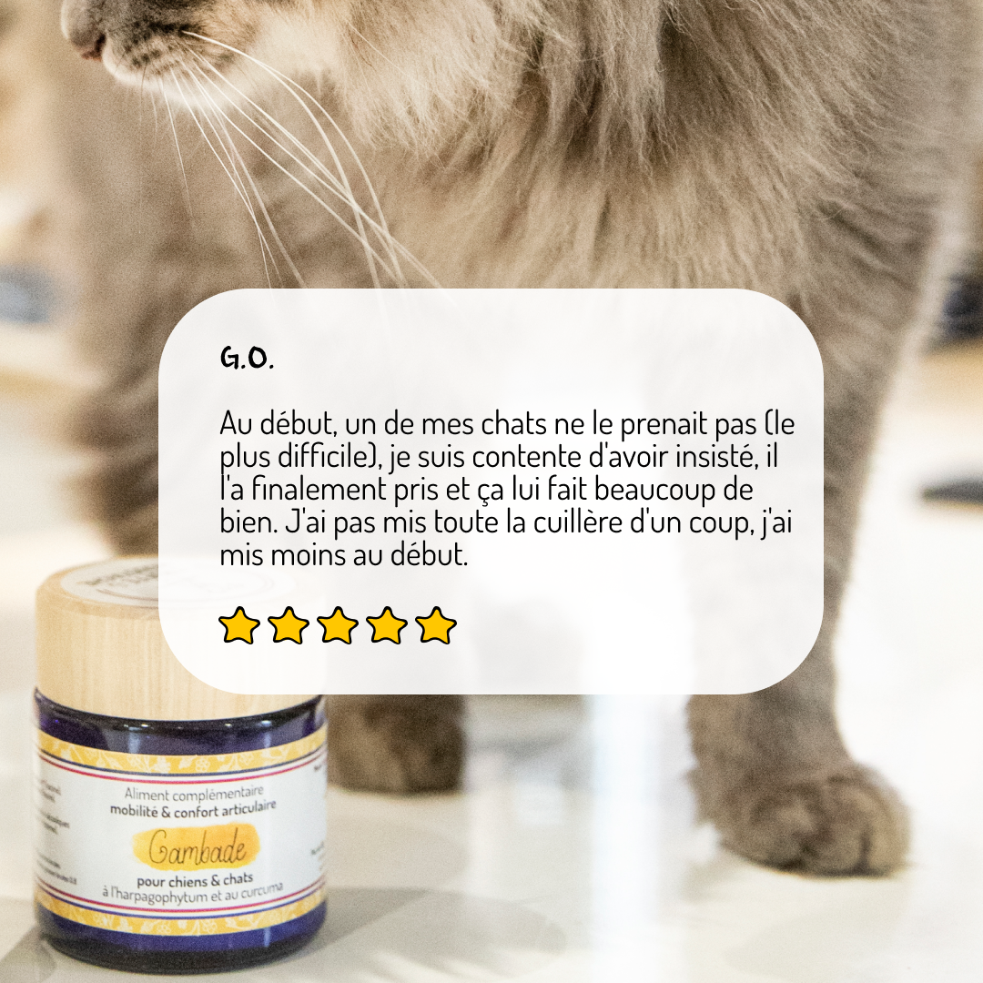 Truffe & Moustache - Vente Compléments alimentaires – chat et chien - Confort articulaire – Cure courte – Complément alimentaire3