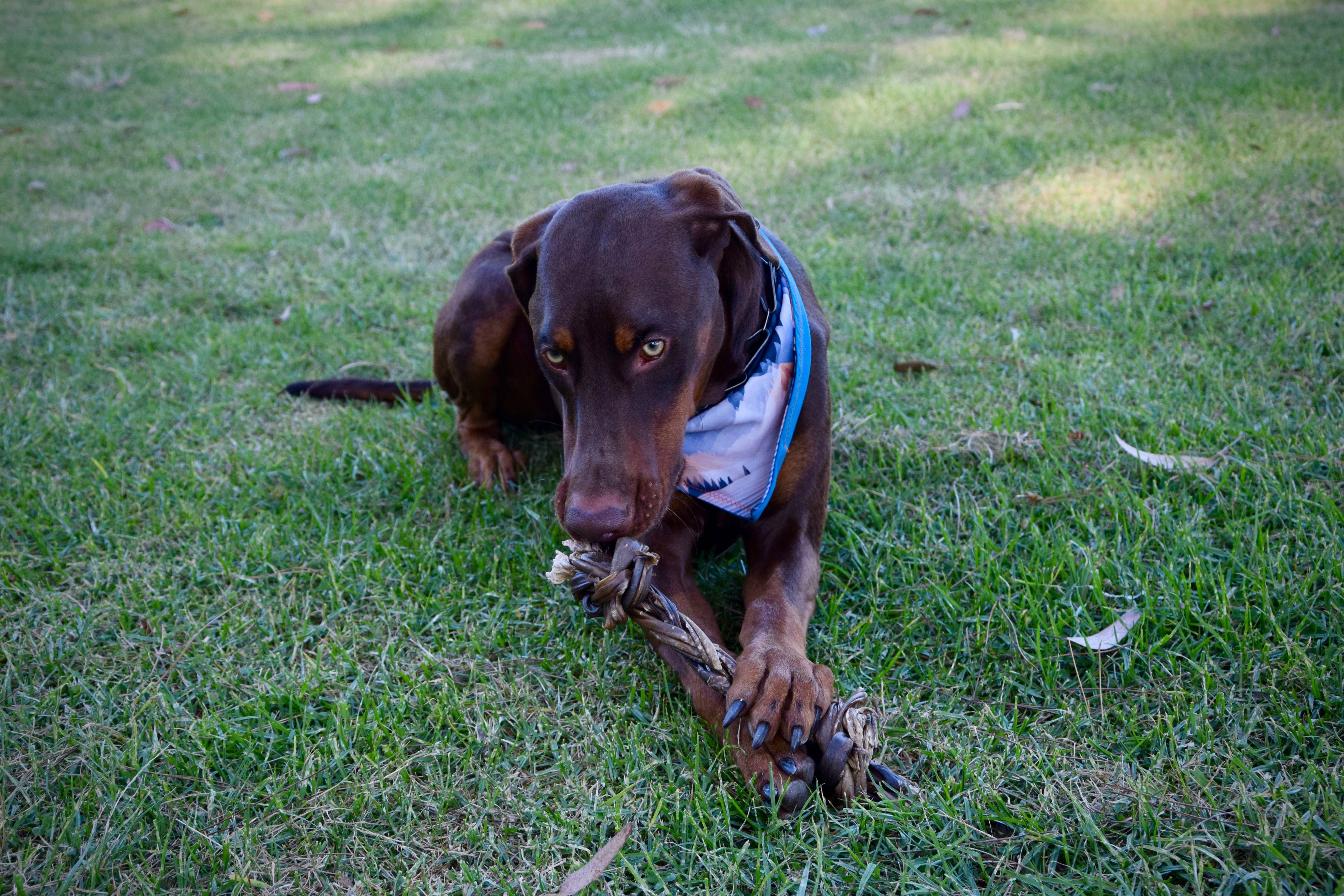 Dogginstix - Wholesale Pet Treats - Dog - Braided Sticks Lamb Collagen Double Knots7