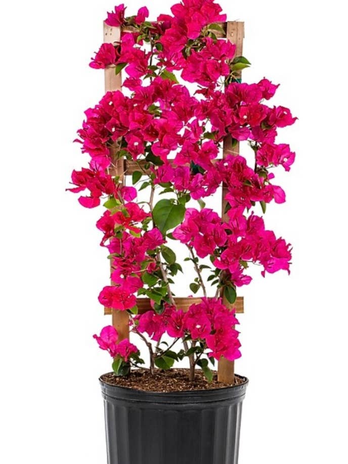 Deep Pink Live Plant Bougainvillea Vine 6″ Pot Trellis for wholesale by Rooted & Grounded Nursery