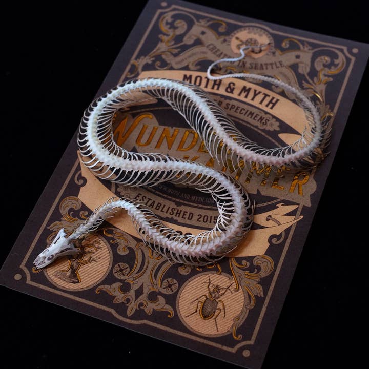 Moth and Myth – Großhandel 3D-Wandkunst – 'Temptress' Schlangenskelett
