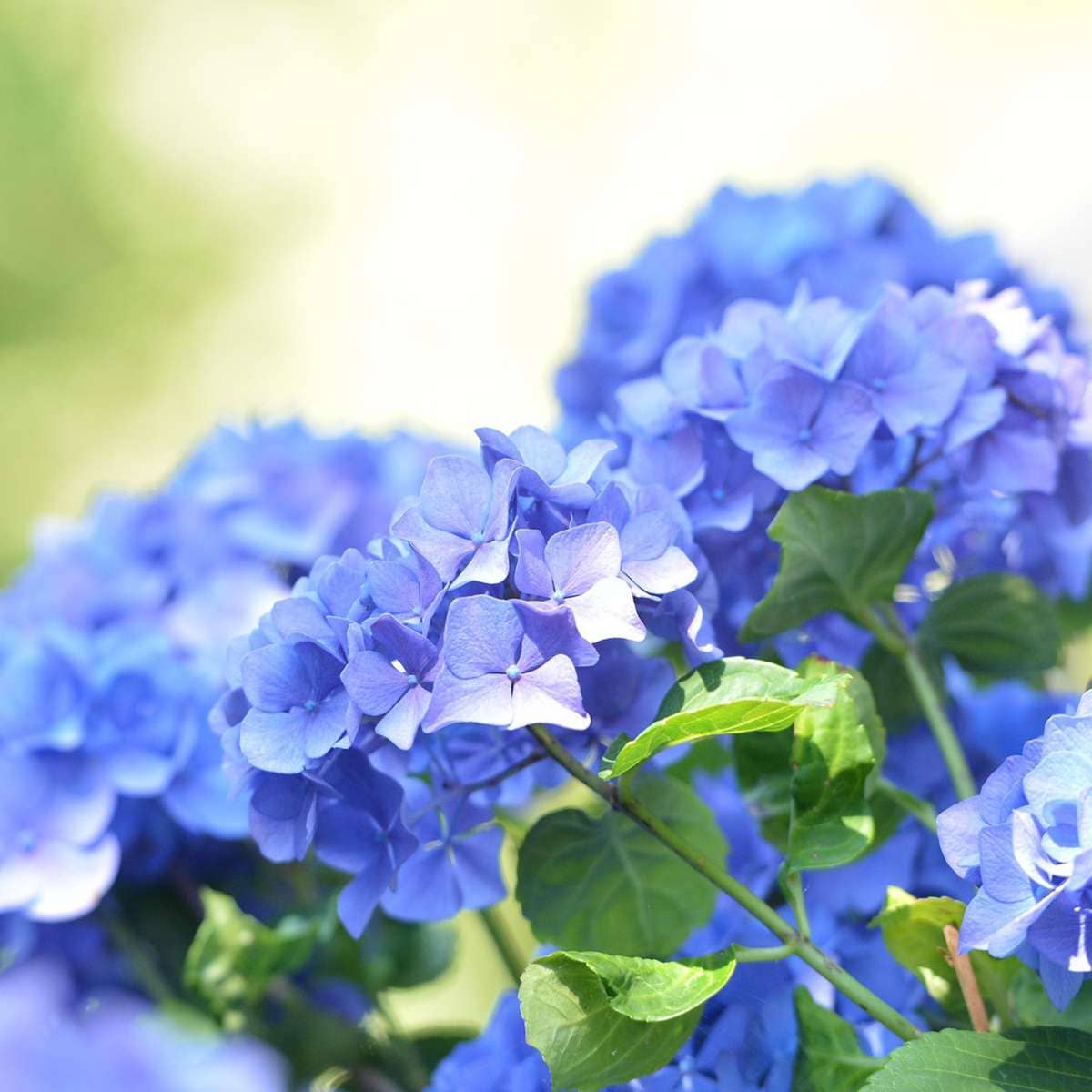Oasis of Life - Vendita all'ingrosso Piante vive - Ortensia Hydrangea – 3 piante – Hydrangea macrophylla Teller 'Nizza' – Altezza 25–40cm – Ø9cm – Ortensia blu con grandi infiorescenze – Resistente al freddo & facile da curare – Per giardino, aiuola & vaso8