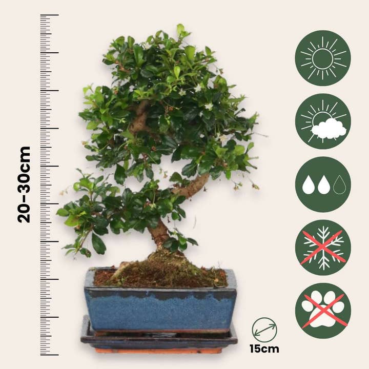 Oasis of Life - Wholesale Live Plant - Bonsai Tree – Carmona Microphylla – Height 20–30cm – Ø15cm – Genuine Fukien Tea Bonsai with Elegant S-Shape – Low-Maintenance Houseplant in Ceramic Pot – Decorative & Long-Lasting2