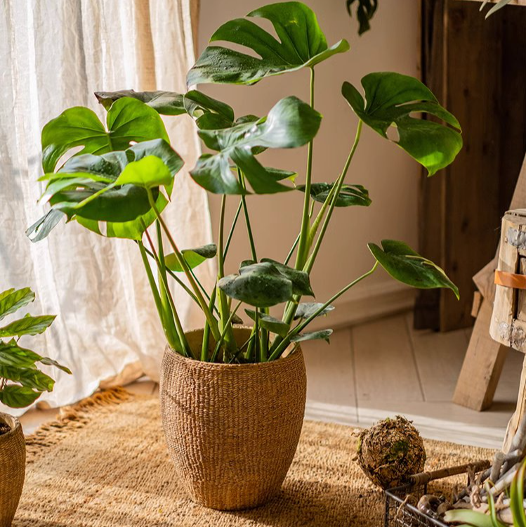 Rustic Reach - Wholesale Plant Pot - Faux Grass-Woven Cement Planter4