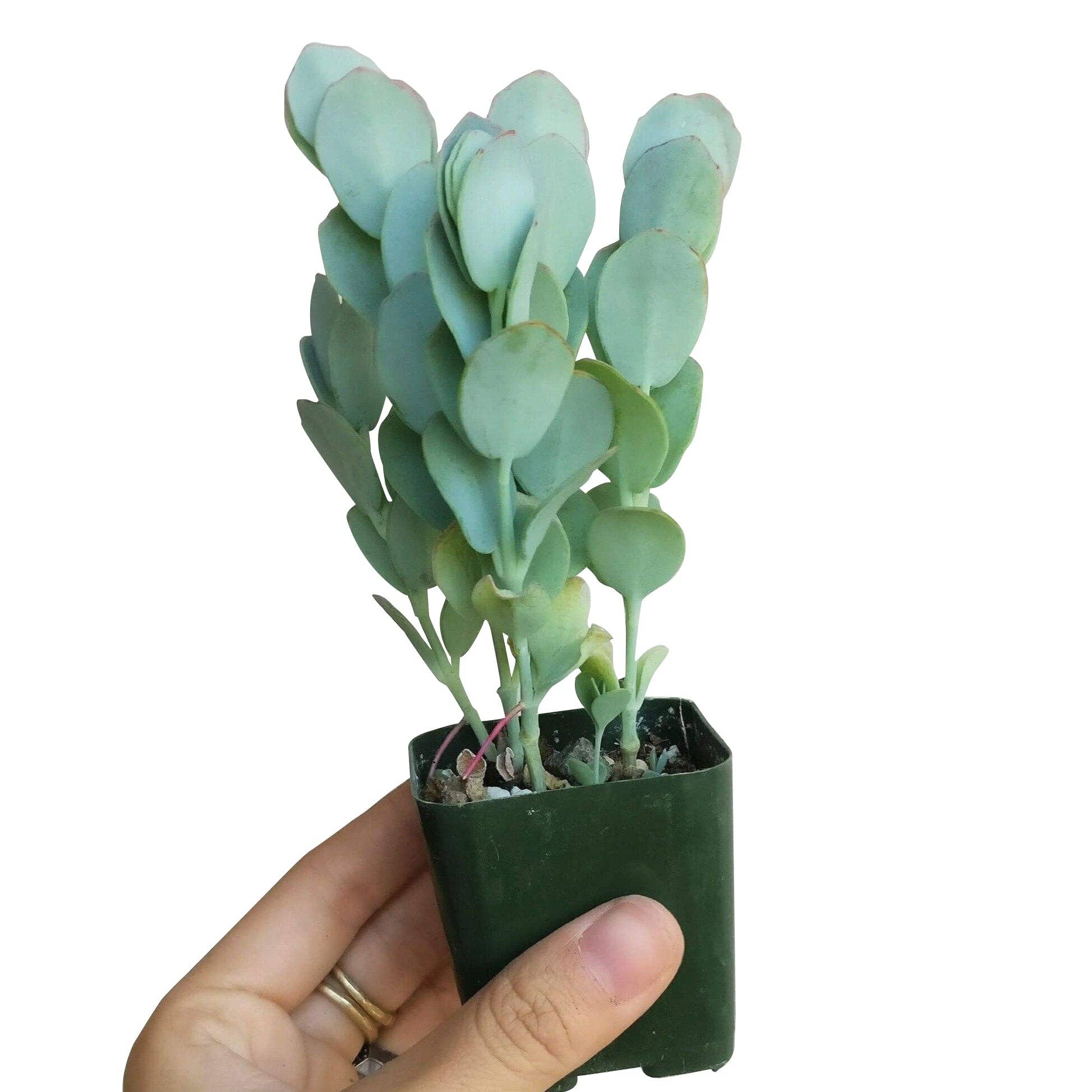 Best Plant Friend - Wholesale Succulent - Kalanchoe marnieriana - Marnier's Kalanchoe3