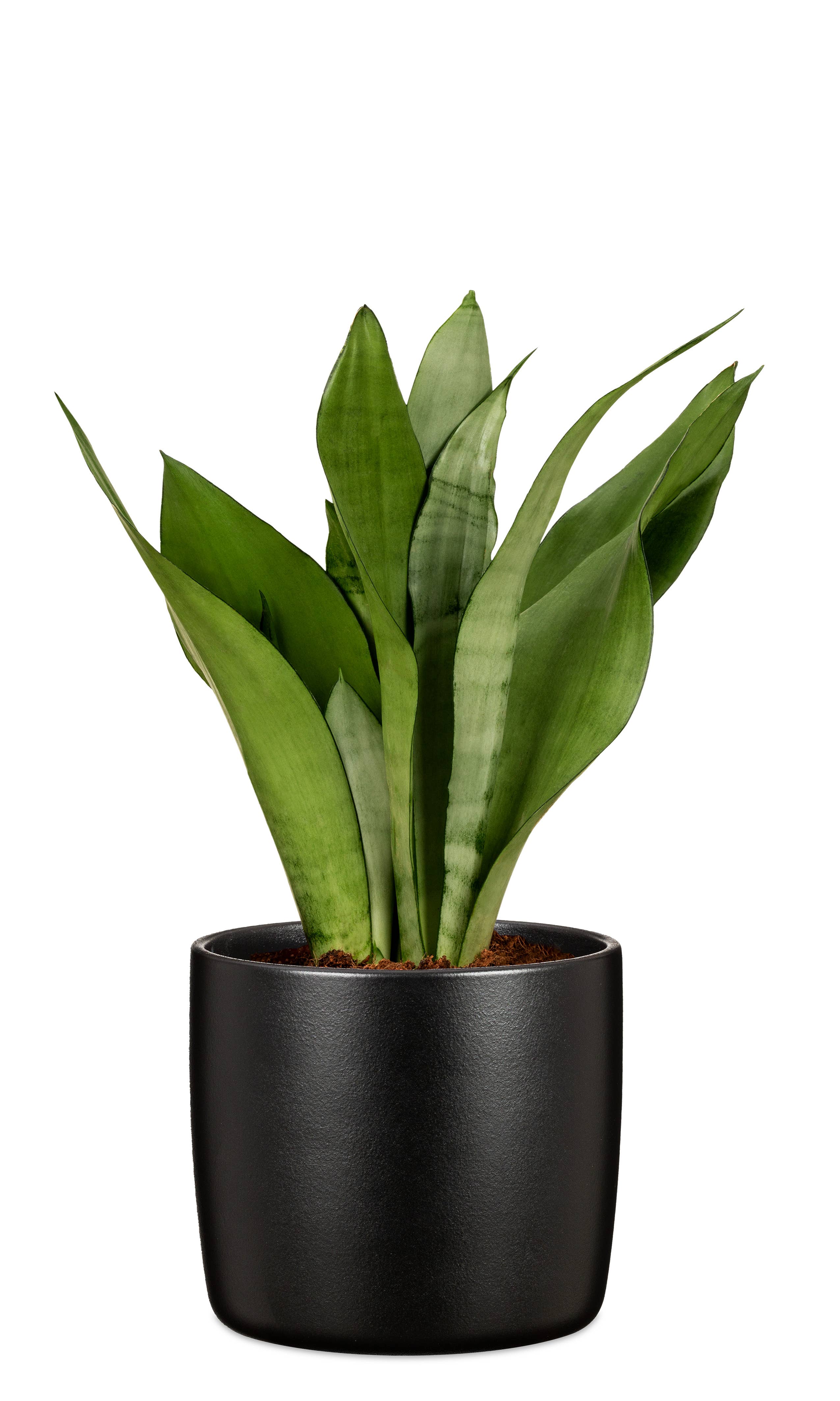 Scheurich - Wholesale Plant Pot - Set of 2 Solido 900 ceramic planters3