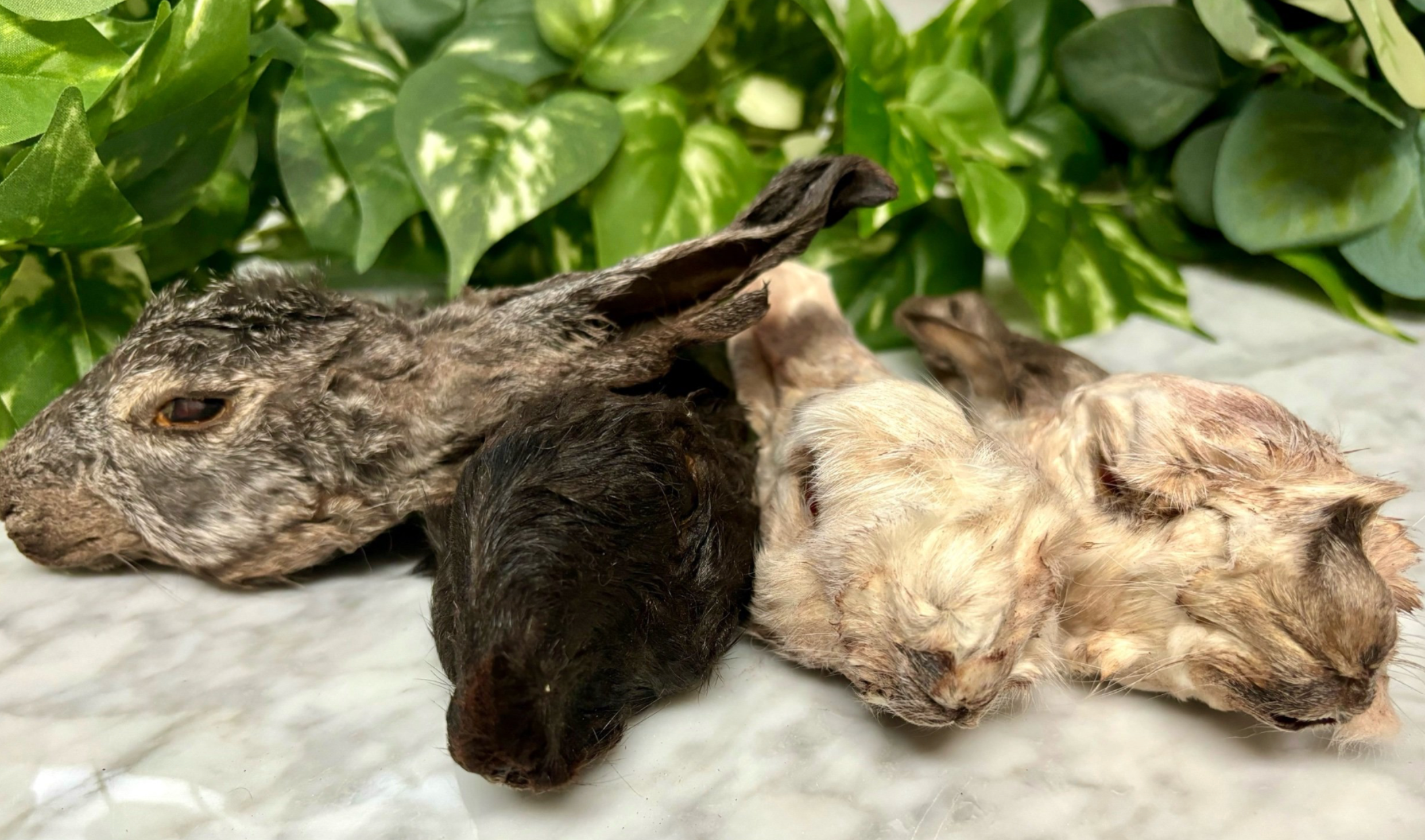 Rocky&Stella’s Treats - Wholesale Pet Treats - Dog - Dehydrated Rabbit Head with Ears 1