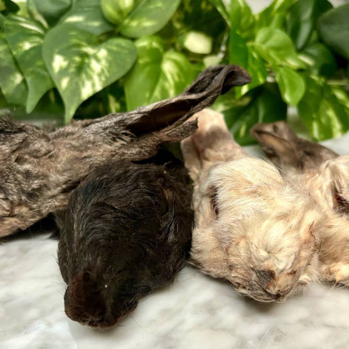 Rocky&Stella’s Treats - Wholesale Pet Treats - Dog - Dehydrated Rabbit Head with Ears 1
