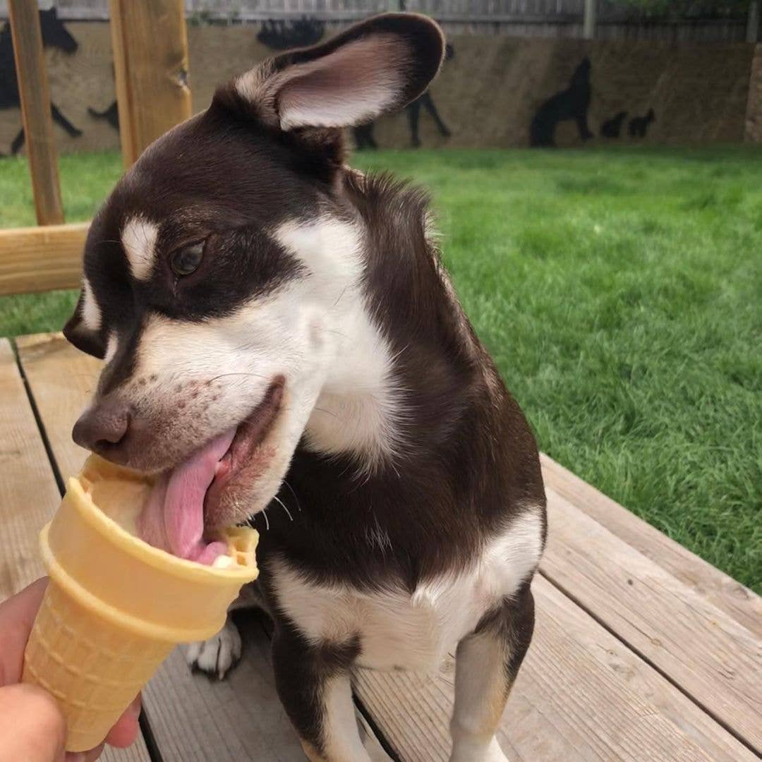 Puppy Cake LLC - Wholesale Pet Treats - Dog - Hoggin' Dogs Ice Cream Mix Sample Pack - All 4 Flavors14