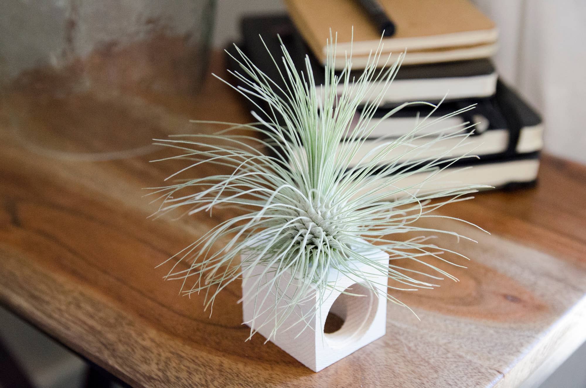 The Artizan Way - Vente Plante - Tillandsia Fuchsii Var. Gracilis9