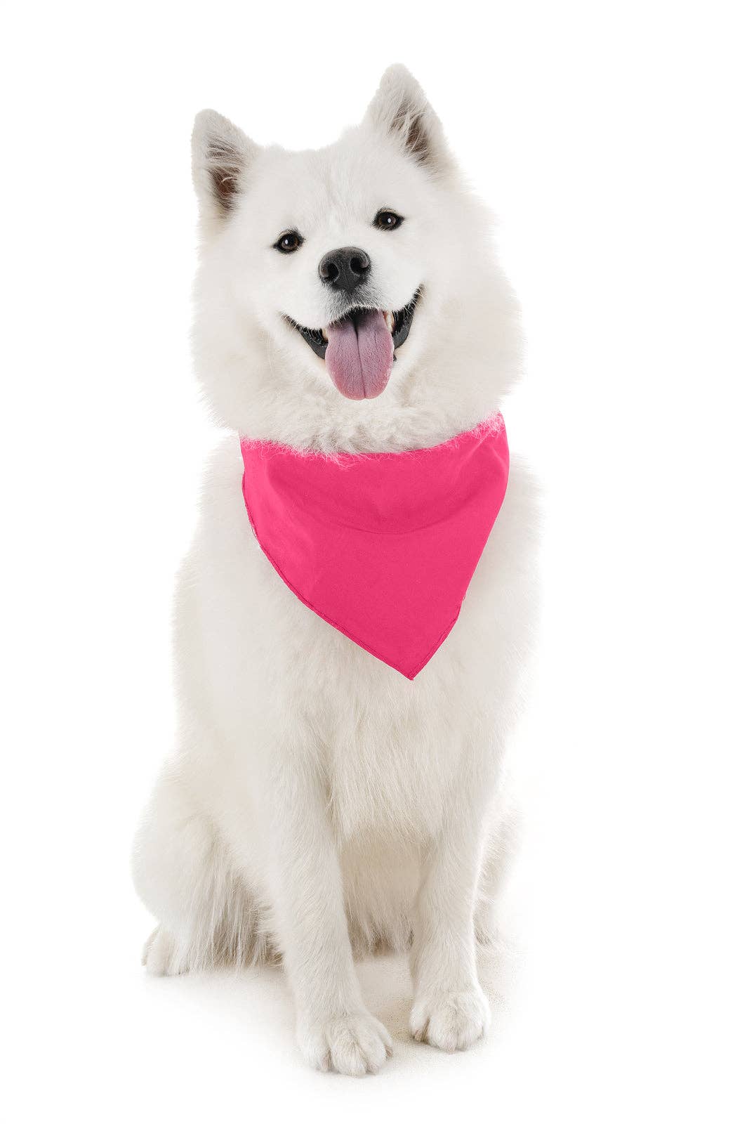 Auction Clearance – wholesale Bandana - Hund – 30-pack Polyester hundbandanas Enfärgade Vanlig storlek9