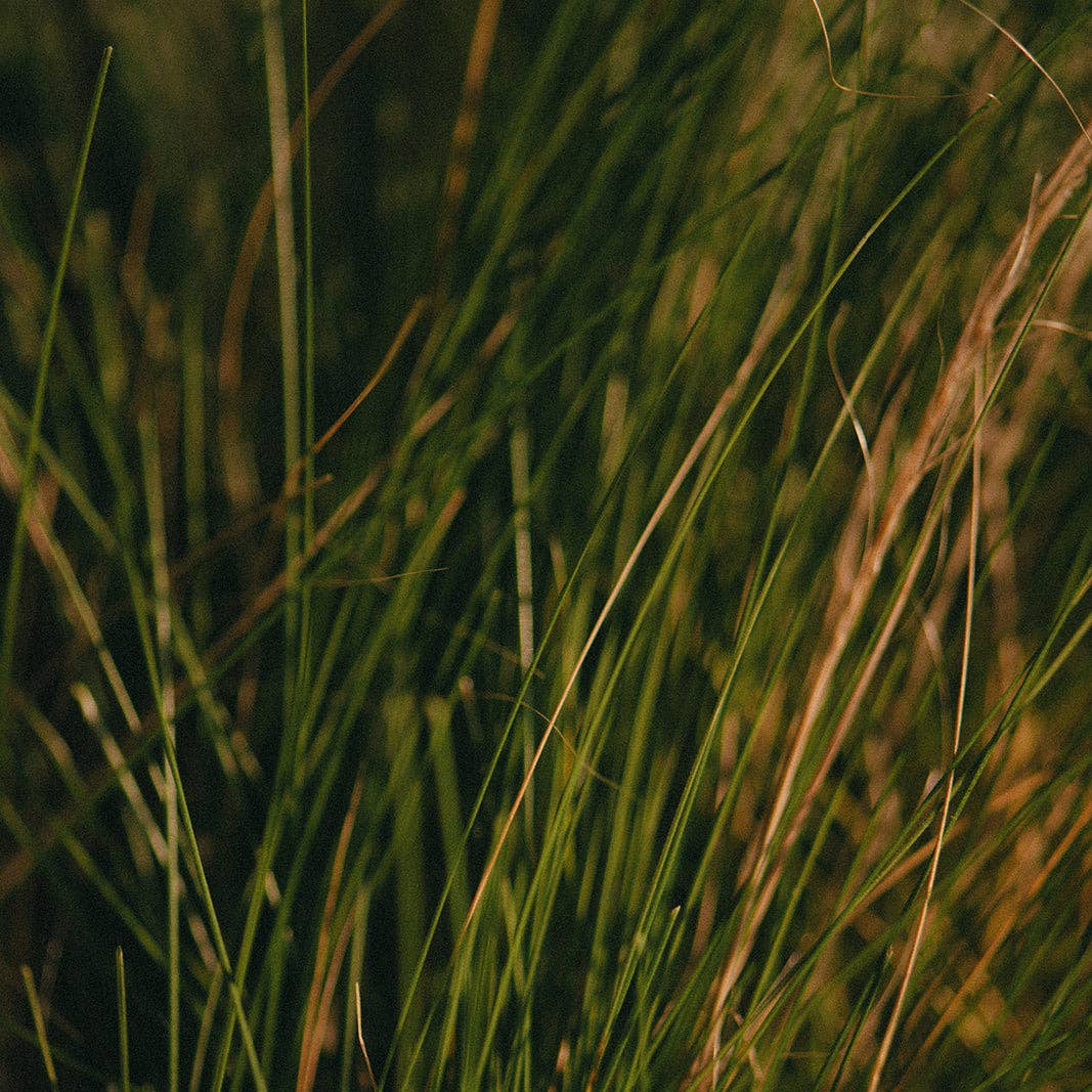 Nose Dive - Wholesale Jar/Filled Candle - Cowboy4