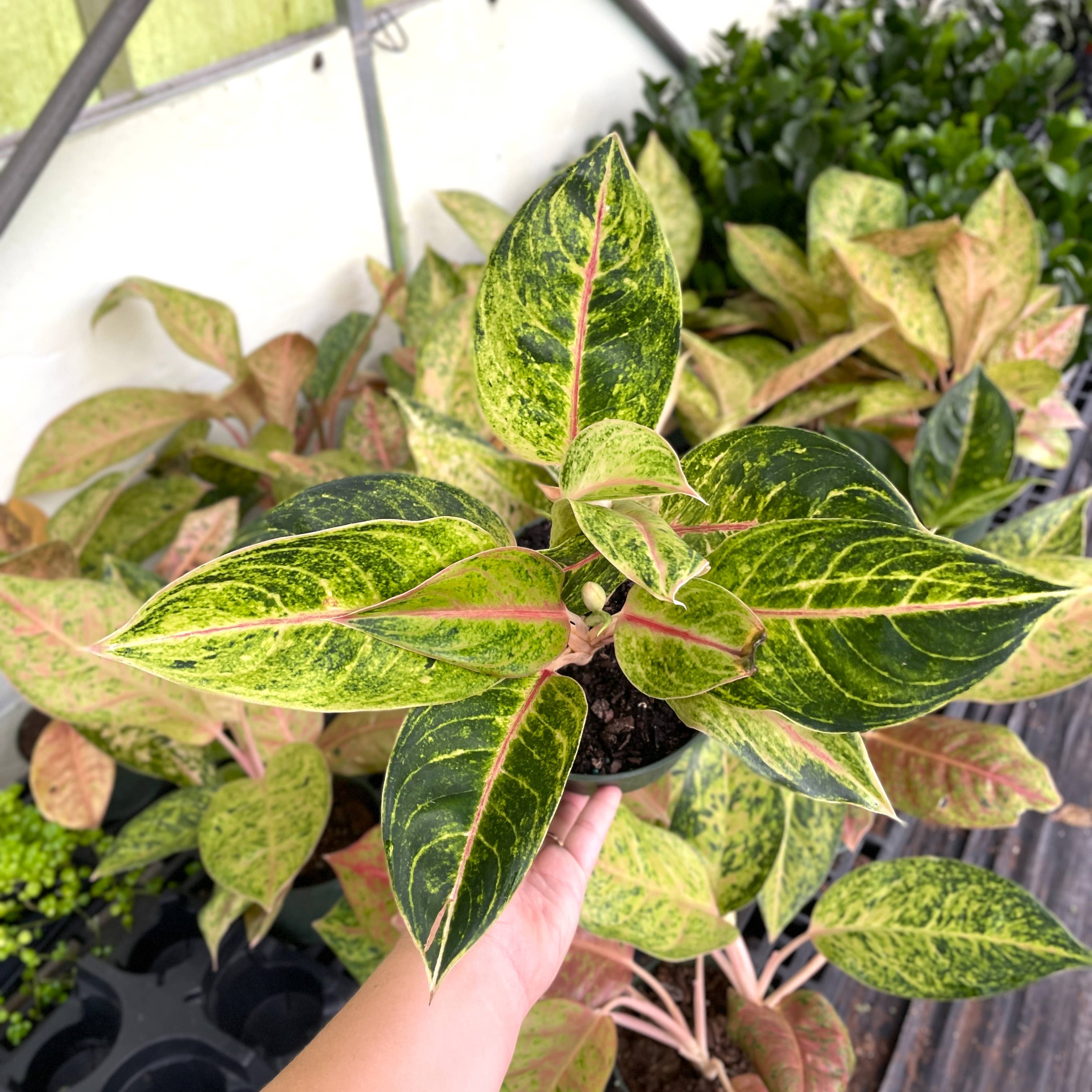 Thorsen's Greenhouse - Vente Plante - Aglaonema Dizzy Diamond - Plante vivante de 6 pouces1