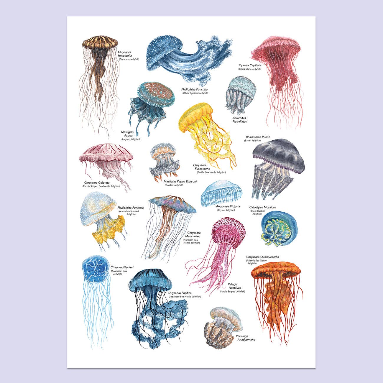Lucy Locks Art - Wholesale Art Print - Jellyfish A3 Print1