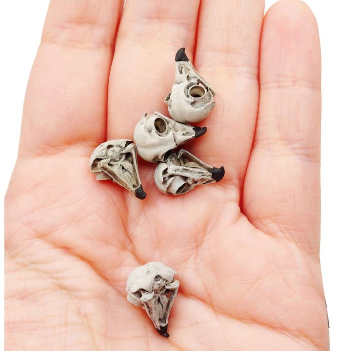The Scale Grail – wholesale Decorative figurine – Barred Owl Skull Replica - 1:6 Scale 16mm bird cranium miniature dollhouse diorama, collectible, gift, faux taxidermy, anatomy (set of 5)4