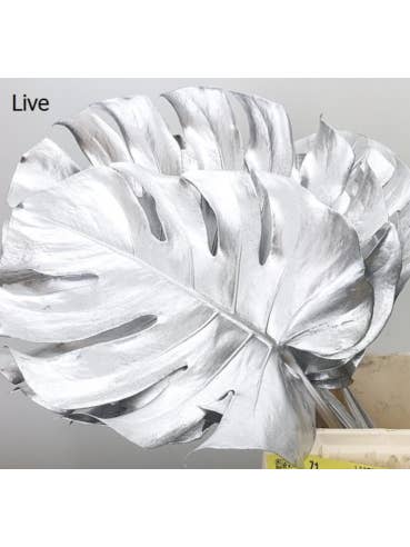 Silver dyed Monstera 10 stems for wholesale by Florasource
