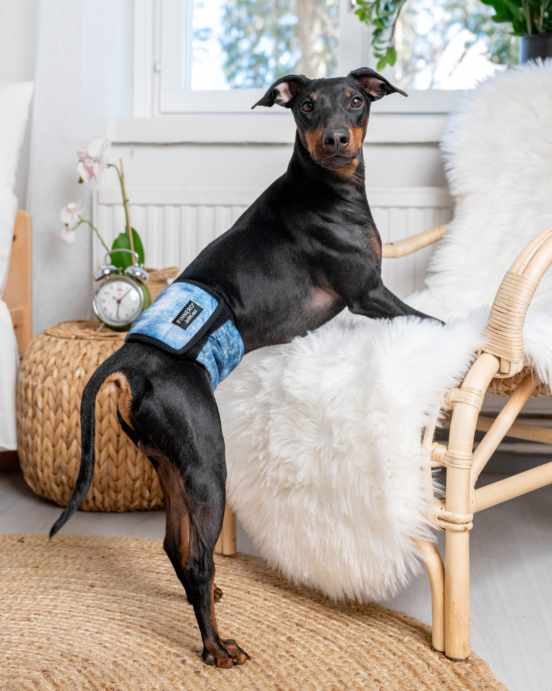 FINNERO - Wholesale Pet Belly Band - Dog - FINNERO JUSTINCASE Male Dog Wrap, 4 Colors, Washable Diaper16