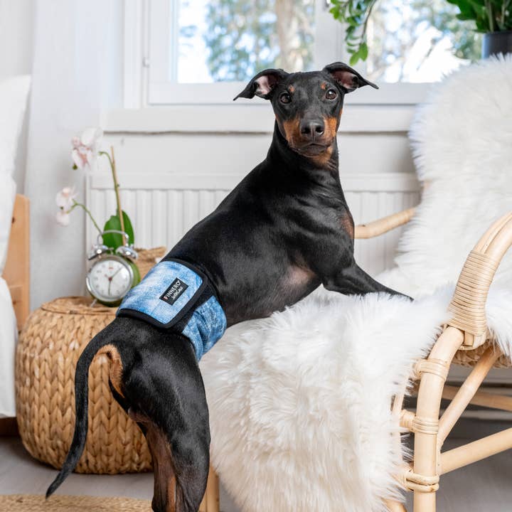 FINNERO - Wholesale Pet Belly Band - Dog - FINNERO JUSTINCASE Male Dog Wrap, 4 Colors, Washable Diaper16