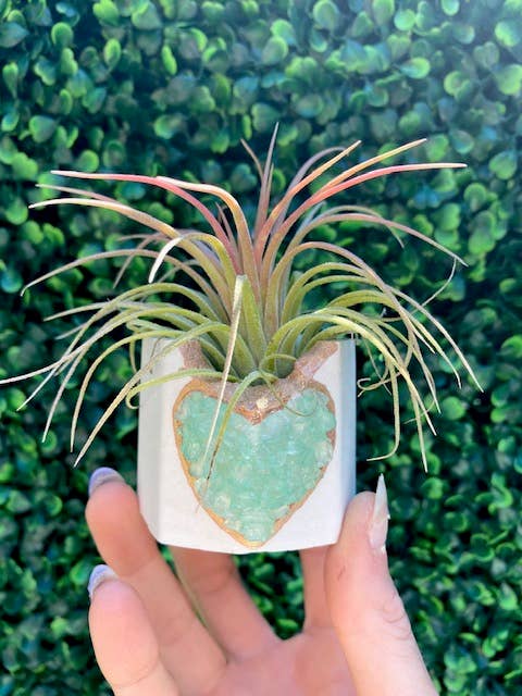 Plant One On Me Designs – Engroshandel Plantekrukke – Hvid hjerte geode plantekrukke med luftplante - Valentinsdag3
