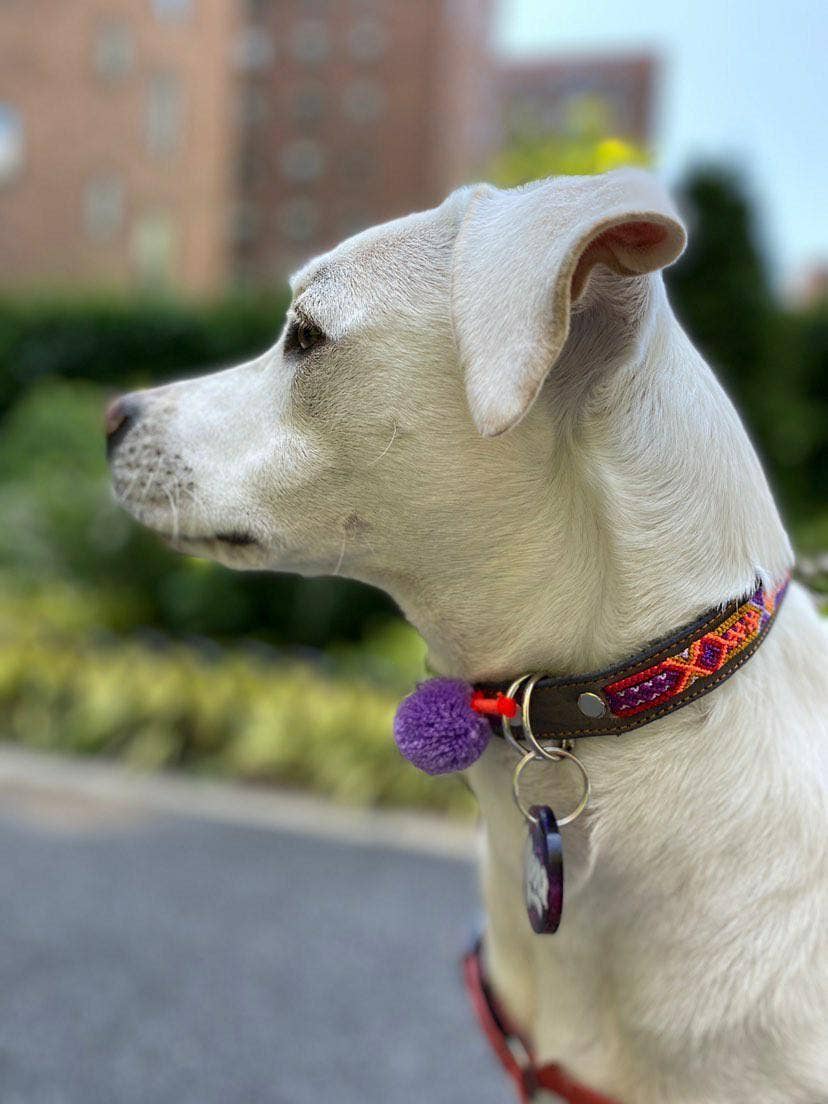 Mom And Pup Co. - Wholesale Halsband - Hond - Middelgrote Mexicaanse hondenhalsband van leer – Boho stijl1