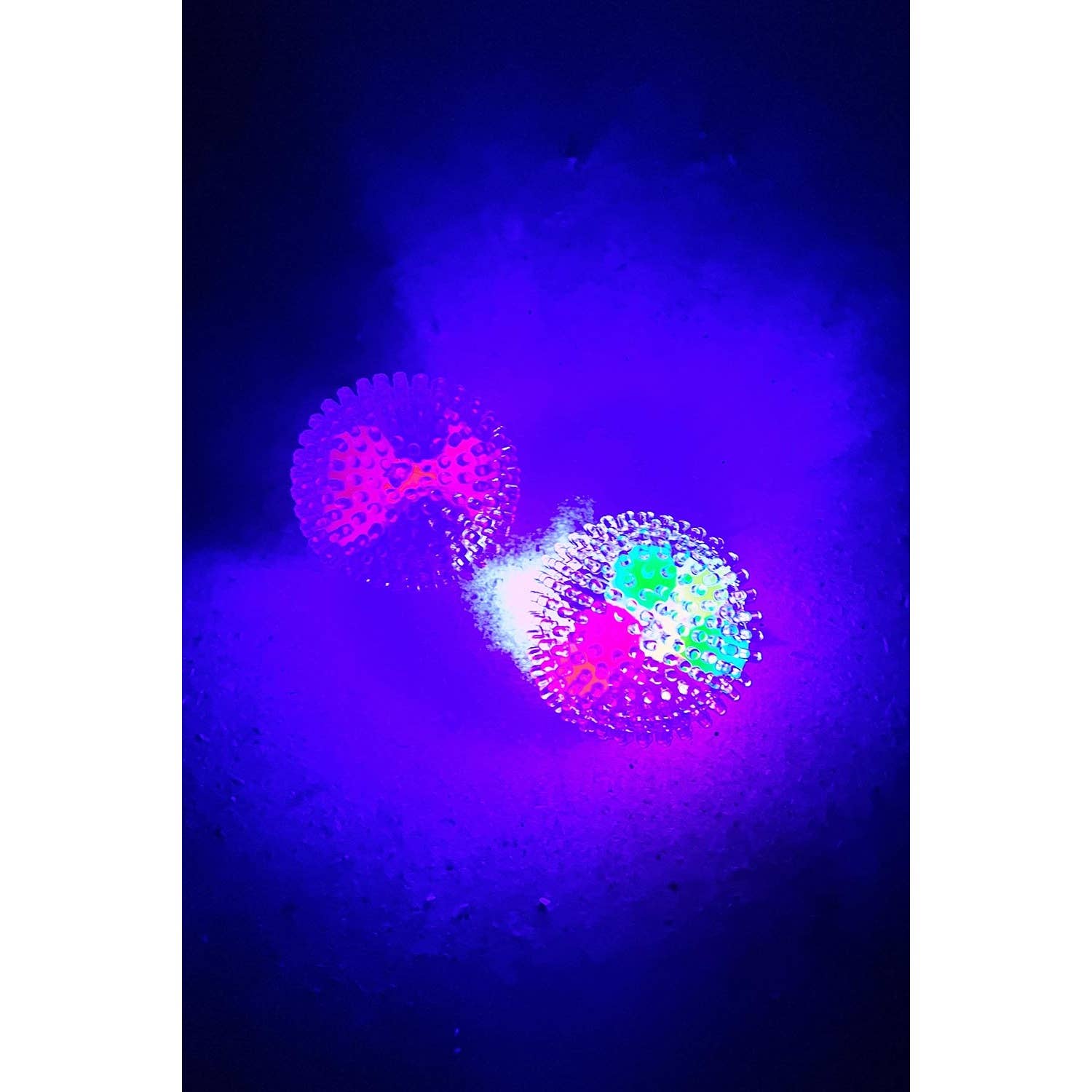 ASSORTED ANTI-STRESS MESH SQUISHY BALL WITH LIGHT for wholesale on Faire3