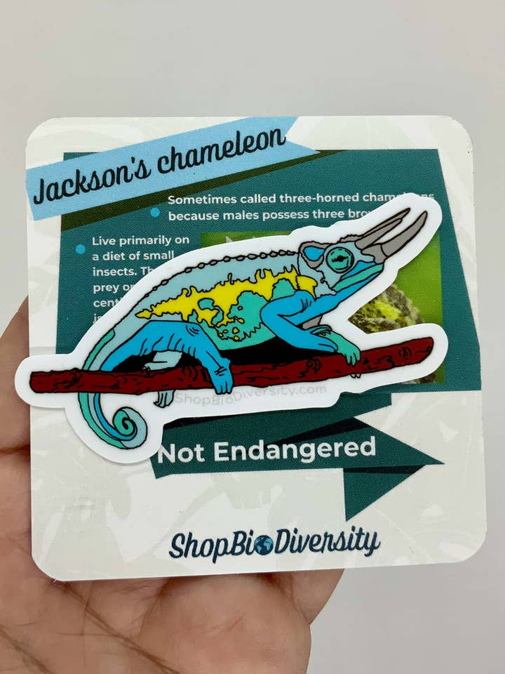 Autocolante Camaleão de Jackson — Ecológico e Durável por atacado de Shop BioDiversity